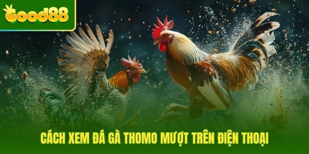 Xem đá gà Thomo mượt trên điện thoại với chất lượng phù hợp