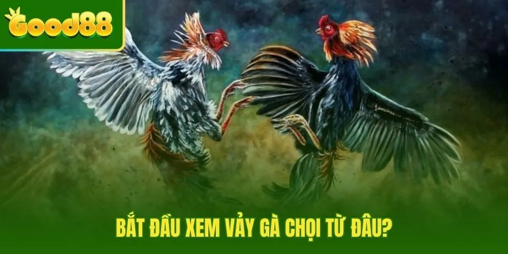Xem vảy gà chọi từ bản đồ vị trí các dãy vảy