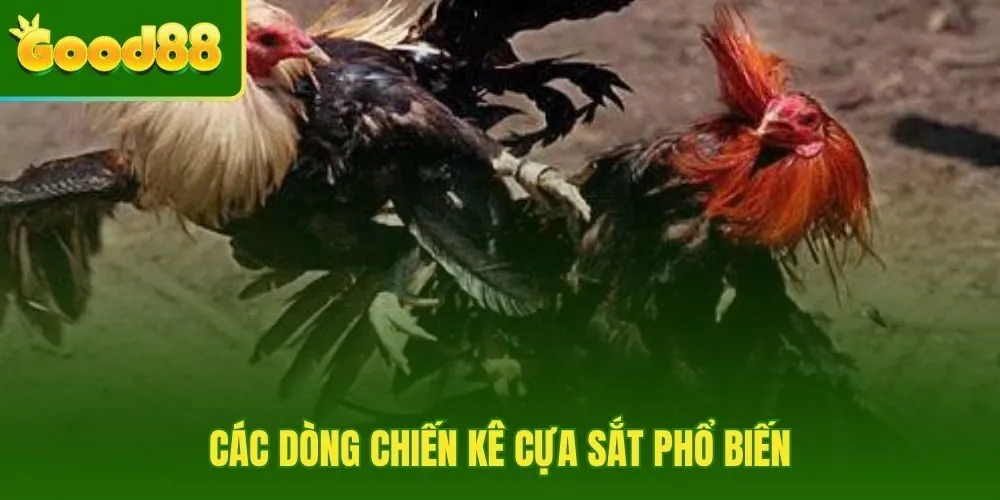 Các dòng kê phổ biến trong đá gà cựa sắt với thế mạnh riêng