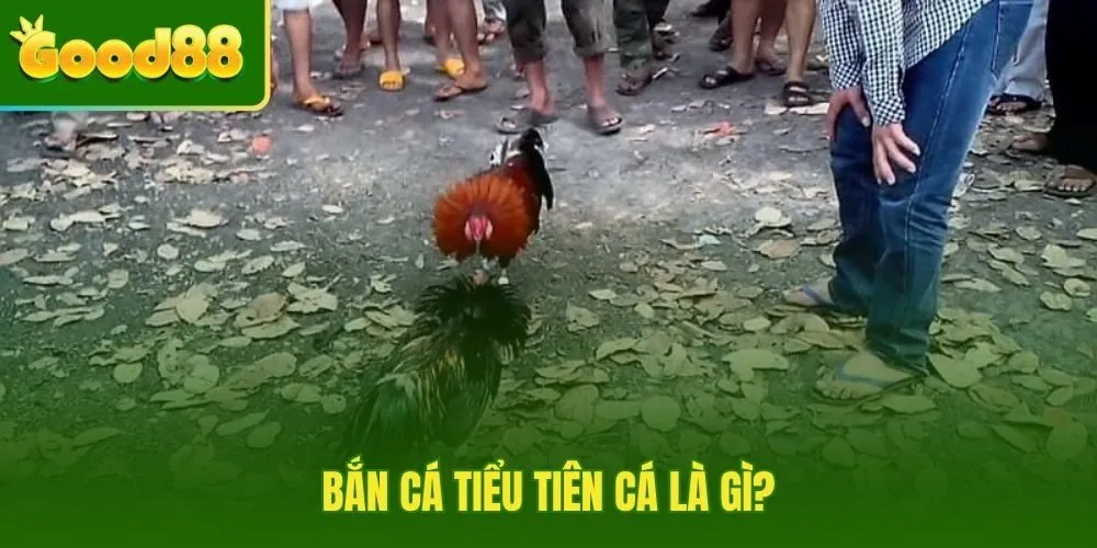 Giải thích đá gà cựa sắt dành cho người mới