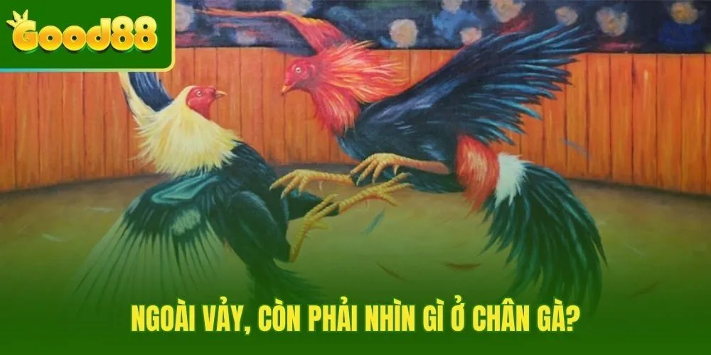 Xem vảy gà chọi và kiểm tra đặc điểm vật lý chân