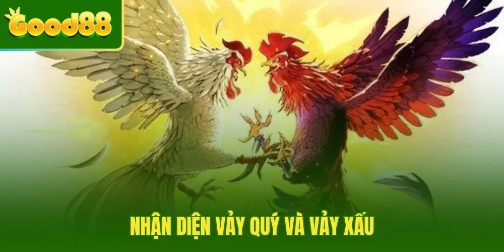 Xem vảy gà chọi qua bảng tổng hợp vảy quý và xấu