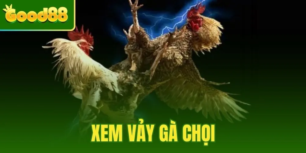 Xem Vảy Gà Chọi